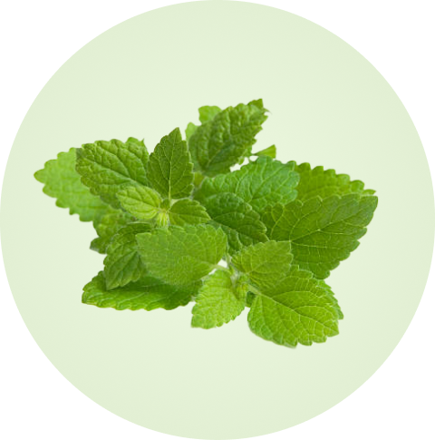 lemon balm leaves