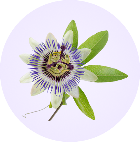 passion flower with leaves